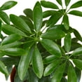 thumbnail image 3 of Schefflera Arboricola Live Plant for Indoor | Different Houseplants in 4'' & 6'' Pot | Real House Plant for Living Room, Office, Desk & Bathroom | Dwarf umbrella tree, 3 of 6