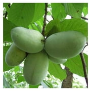 2 Paw Paw Trees - 6-12" Tall Seedlings - 2.5" Pots - Live Indian Banana Plants - Asimina triloba