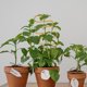 thumbnail image 5 of 2 soportes de hierro para plantas trepadoras, enrejado para macetas., 5 of 6