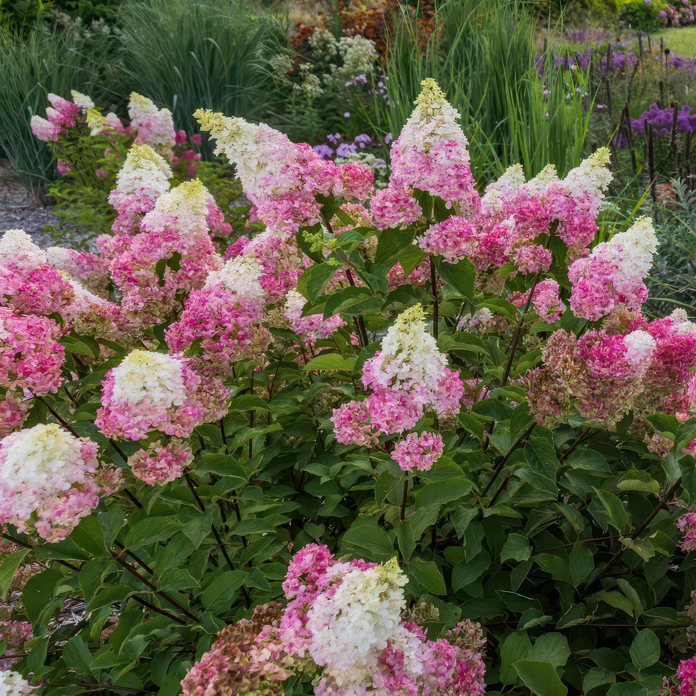 National Plant Network 1 gal. Hydrangea Vanilla Strawberry Tree
