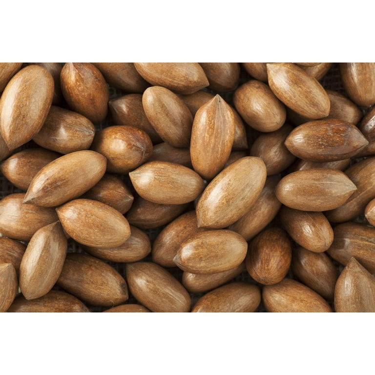 Sweet Fried Pecan Nut Or Carya Illinoinensis With Cracked Shell Isolated White Background 89751672