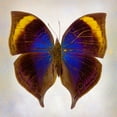 thumbnail image 2 of Reynolds, Richard 26x26 Black Ornate Wood Framed with Double Matting Museum Art Print Titled - Indian-Leaf Butterfly, 2 of 4