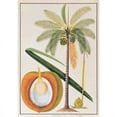 thumbnail image 2 of Coconut Palm Poster Print by 19th C Anonymous (10 x 14), 2 of 2