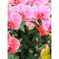 thumbnail image 4 of Plant Bender Reuseable LST Clips, 4 of 6