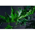 thumbnail image 6 of ⭐ Gardenera Split Leaf Philodendron Soil Blend - Specially Designed for Unique Plant Needs - 4 Quart, 6 of 6