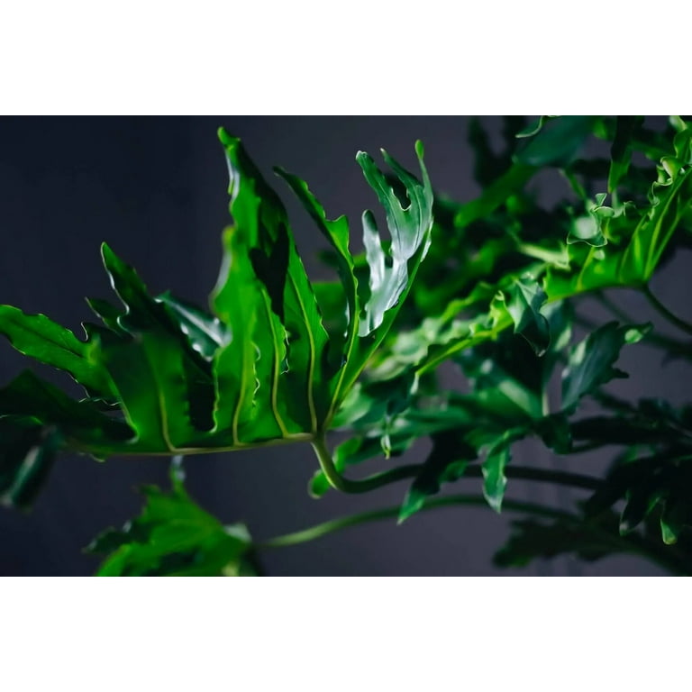PREMIUM Monstera Borsigiana Potting Soil - Promotes Healthy Foliage and Enhanced Drainage by Gardenera - 3 Quart