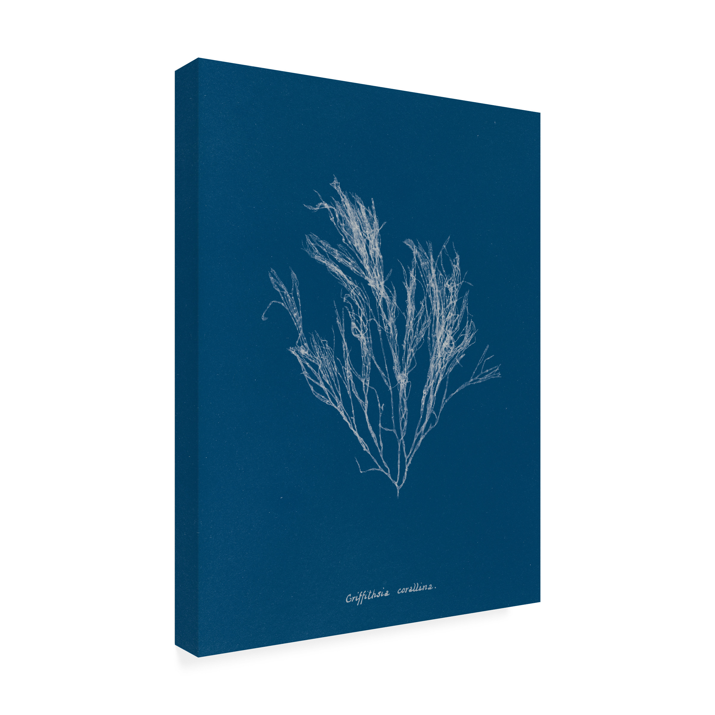 Trademark Fine Art 'Delicate Coral III' Canvas Art by Wild Apple Portfolio