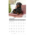 thumbnail image 3 of Doberman Pinschers 2026 Wall Calendar, (Paperback), 3 of 5