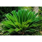 Sunniland Palm Fertilizer, 6-1-8, 20 lb. Bag
