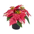 thumbnail image 5 of deevoka Christmas Artificial Poinsettia Plant Artificial Bonsai Desktop Ornament Decorative Artificial Plants for Winter Home Holiday A, 5 of 9