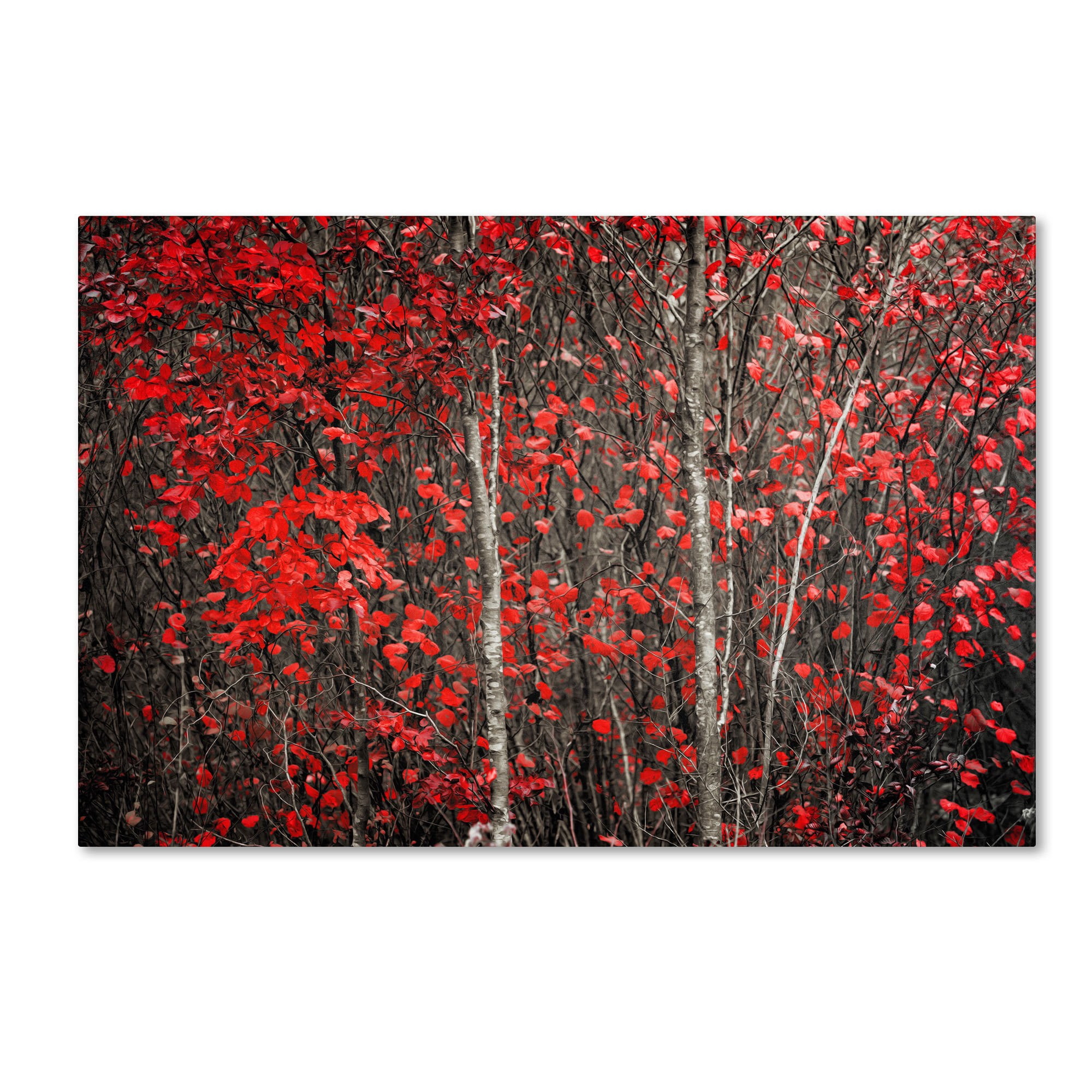Trademark Fine Art "The Hush Before Winter" Canvas Art by Philippe Sainte-Laudy