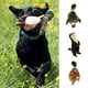 thumbnail image 1 of Shulemin - Juguete con sonido para perros, suave al tacto, para limpiar los dientes, de peluche, simulado de nutria, pato Caragana, juguete de peluche chirriante para perros de interior, 1 of 8