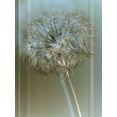 thumbnail image 2 of Blake, W. 19x24 White Modern Wood Framed Museum Art Print Titled - Flaura I, 2 of 4