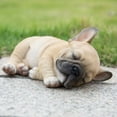 thumbnail image 5 of Sleeping Pug Puppy, 5 of 6