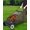 Black Orange Black + orange hub, variant on 21-Inch Push Lawn Sweeper Heavy-Duty Steel Frame 4 High-Speed Brushes Adjustable Height 3.5 Cu. Red