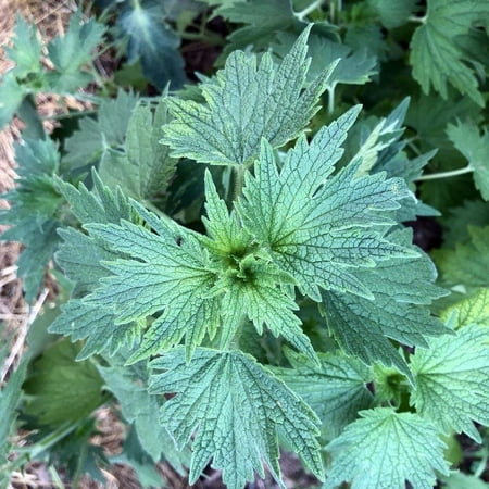 Smoke Camp CRAFTS 6' Mauve-Pink Motherwort Live Plants in 2.5" Pots, Hardy