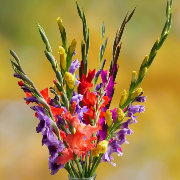 Gladiolus Mixed Colors (10 Bulbs) - Flourishing Venture