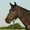 Green, variant on Cashel Company Flat Braided Halter with9` Lead Navy Horse
