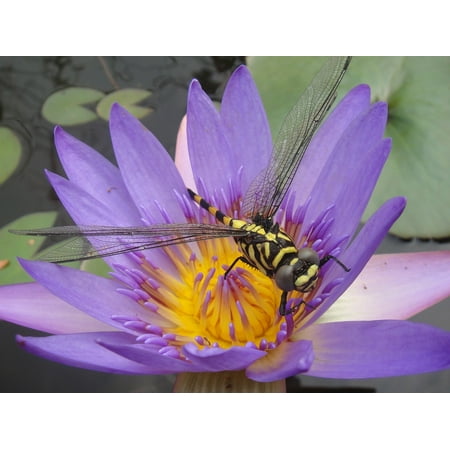 - LAMINATED POSTER Purple Dragonfly Close Up Water Lily Bug Insects Poster Print 24 x 36