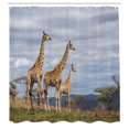 thumbnail image 3 of Ambesonne Wildlife Shower Curtain, Giraffe Family, 69"Wx70"L, Tan Blue, 3 of 5