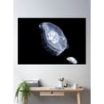 thumbnail image 2 of Jelly Fish Poster Wall Art, Modern Wall Decor For Living Room Bedroom, 8x12 UNFRAMED, 2 of 3