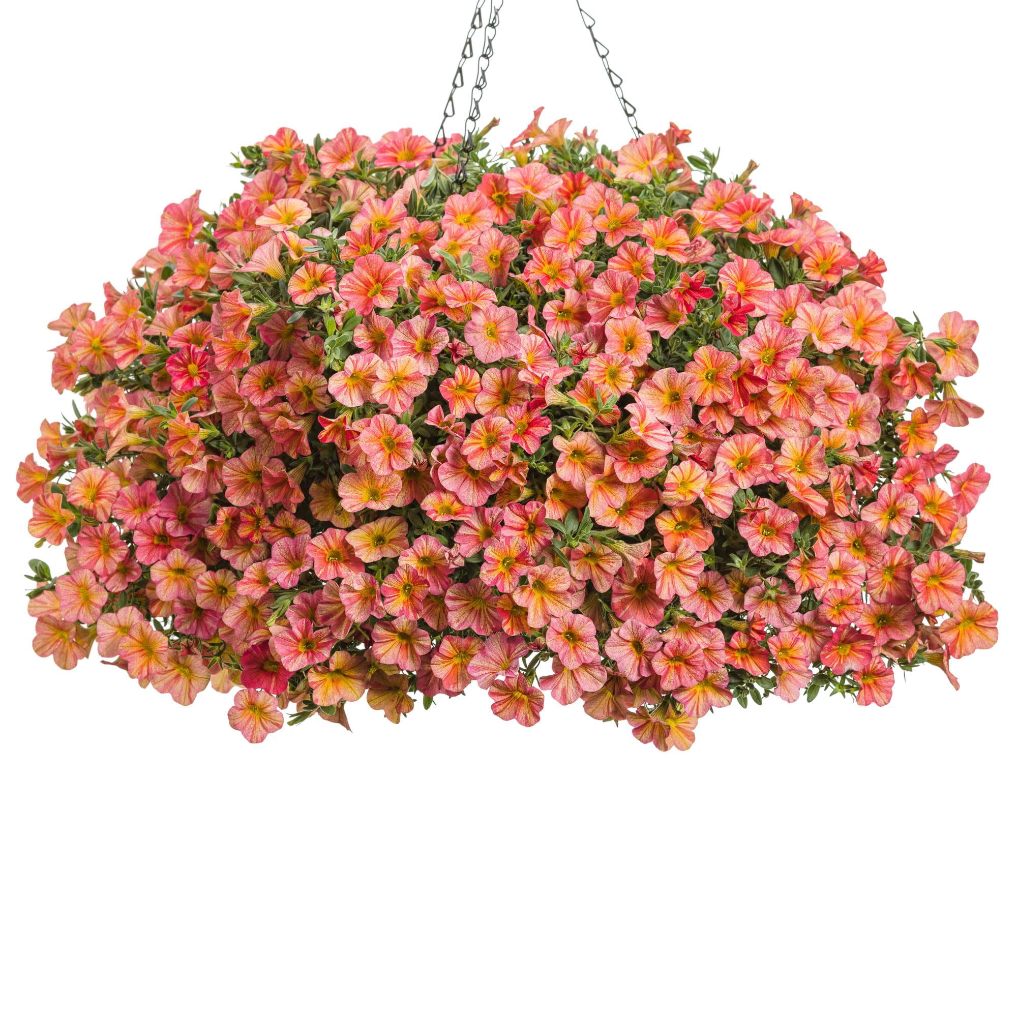 Proven Winners 4" Multicolor Superbells Tropical Sunrise Calibrachoa Live Plant in 4.25" Pot (4 Count)