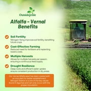 Outsidepride Alfalfa Forage Legume RE32Seed for Pastures Hay Livestock 10 LBS