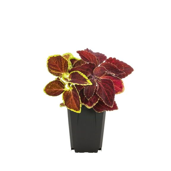Expert Gardener 1PT Multicolor Coleus Live Annual Plant Sun 6-Pack