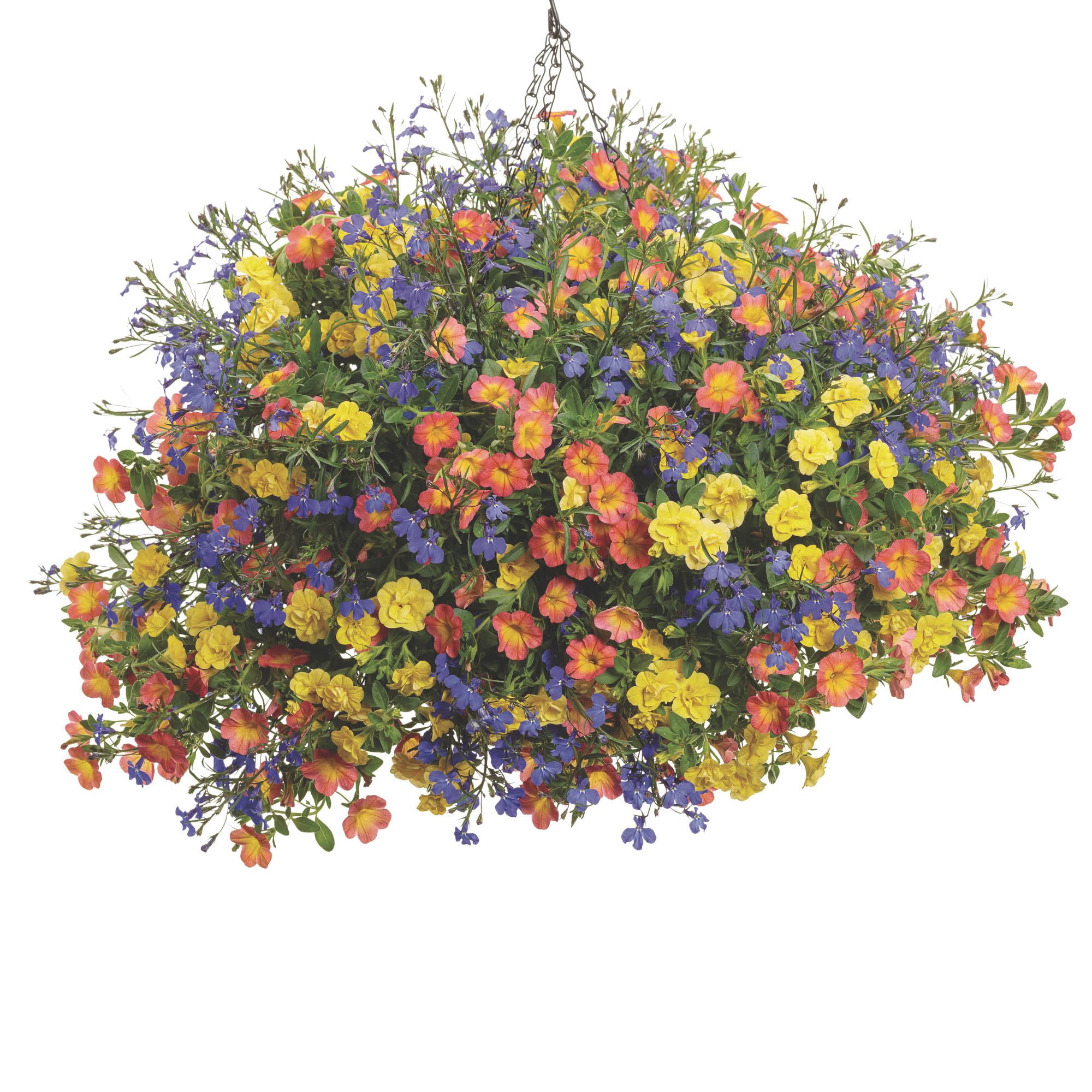Proven Winners 4" Superbells Double Yellow Calibrachoa Live Plant in 4.25" Pot (4 Count)