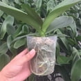 thumbnail image 3 of Bexikou 30 Pack Plants Nursery Pot,Soft Clear Plastic Planter,5 Sizes Seed Starting Pots Flower Plant Pots with Drainage Hole Plant Container for Seedlings Succulent Vegetable, 3 of 8
