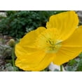 thumbnail image 3 of Champagne Yellow Icelandic Poppy - Vibrant Flowering Perennial for Garden Borders & Containers, Attracts Pollinators, Non-Toxic, Easy Care  1 Gallon (Pack of 10), 3 of 11