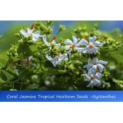 Tropical Seeds - Rare Coral Jasmine- 10 Seeds -Nyctanthes arbor tristis - Serendipity Seeds