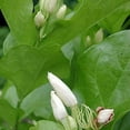 thumbnail image 3 of Belle of India Jasmine Plant for Small Gardens, Live Jasmine Belle of India Jasmine Plant 4-8 Inches Tall, 3 of 5