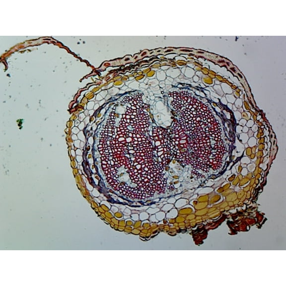 Pine (Gymnosperms) Young Root; Cross Section by Go Science Crazy