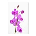 thumbnail image 2 of Trademark Fine Art "Purple Orchids" Canvas Art by Kurt Shaffer, 2 of 4