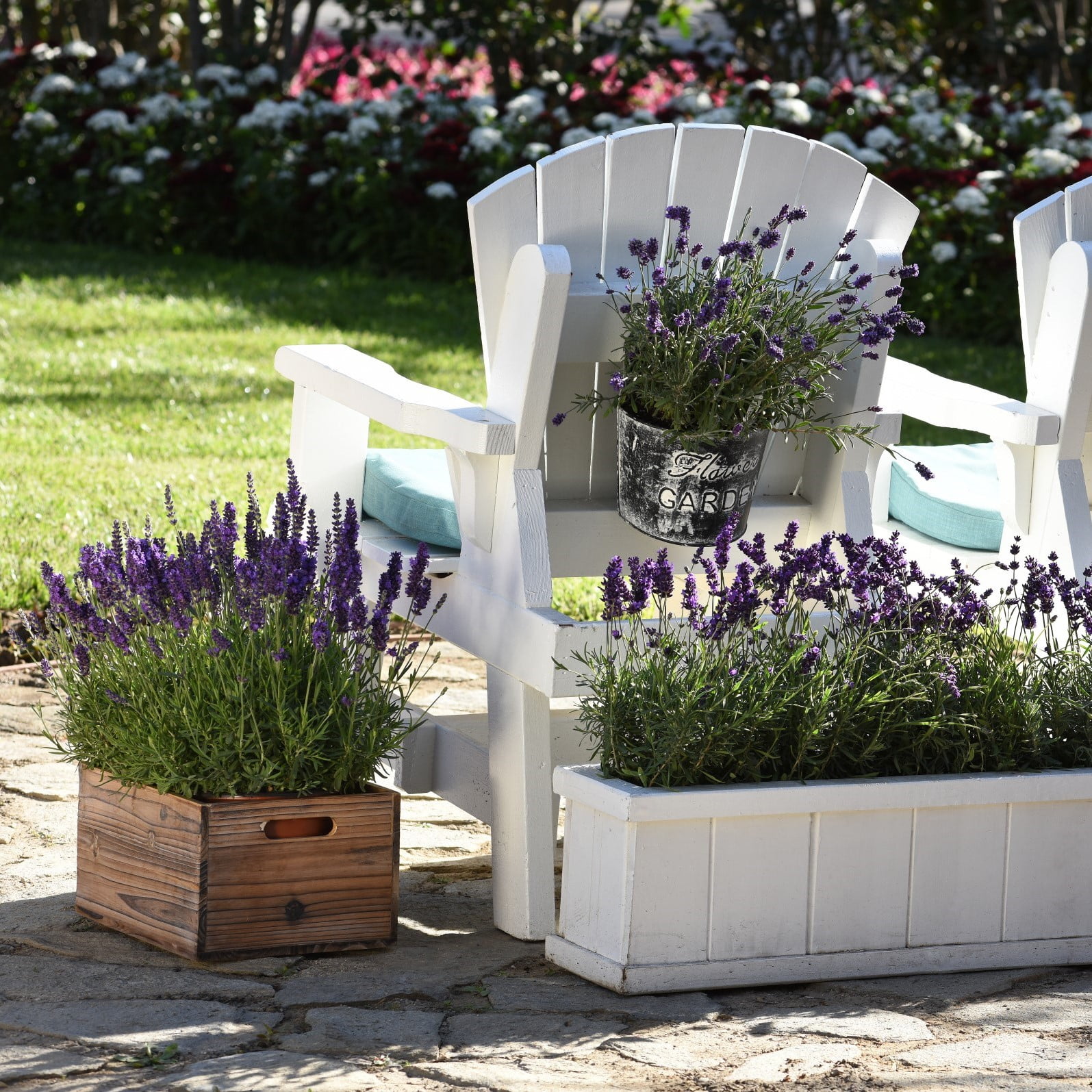 Expert Gardener 2.5 Quart Purple English Lavender Perennial Outdoor Live Plants Full Sun