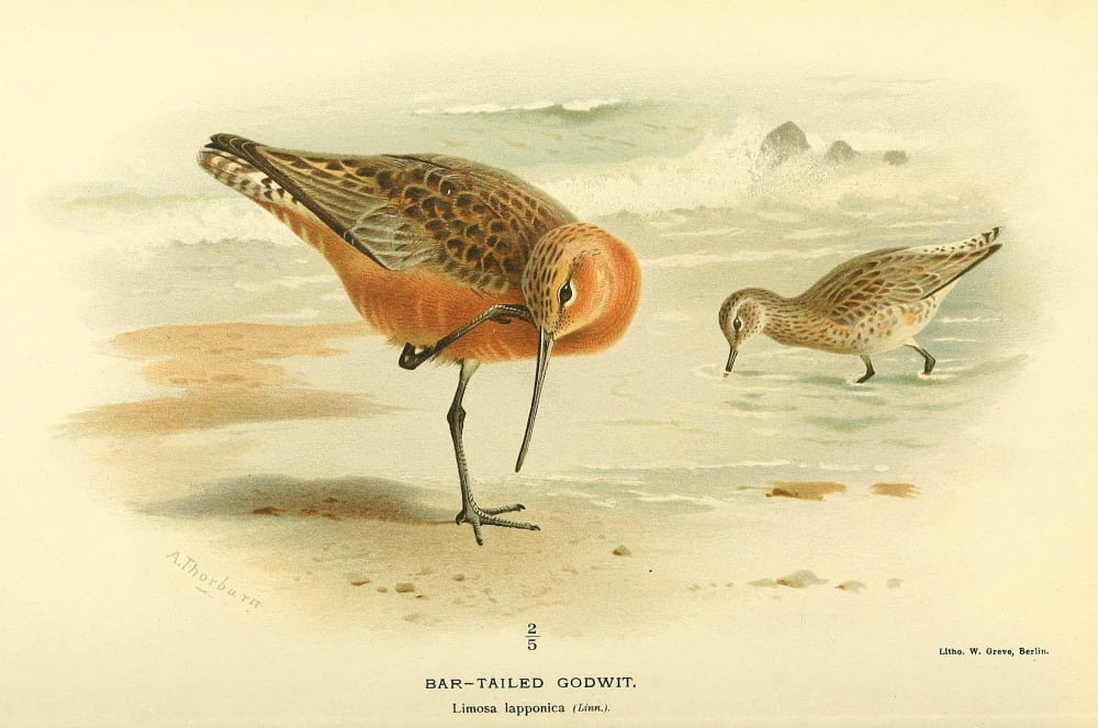 Birds Of The Britis