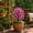 Hot Pink, variant on Nsxcdh Artificial Flowers Waterproof Artificial Flowers for Outdoors Faux Garden Plants for Porch Patio Yard Home Decor Summer Spring Lifelike UV Resistant Container Garden Art