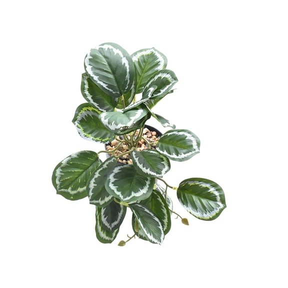 Cateissary Hermosas plantas de terrario - Naturaleza en interiores Sin necesidad de riego Plantas Decoraciones artificiales Hoja de pavo real Type3 NO3