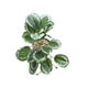 thumbnail image 5 of Decoraciones realistas para terrarios Injueey Hoja de pavo real artificial no tóxica 2Conjunto, 5 of 6