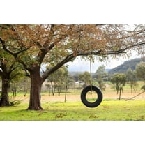 50 CHINESE ELM TREE (Lacebark) Ulmus Parvifolia Seeds