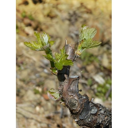 - Laminated Poster Vine Vineyard Outbreak Spring Sprout Bud Poster Print 24 x 36