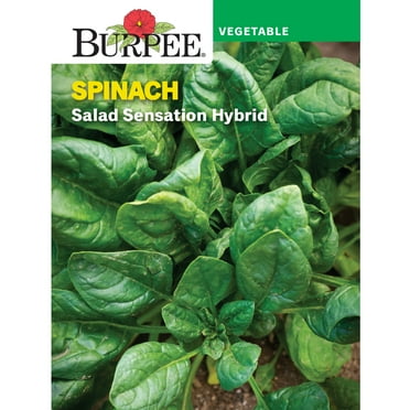 Burpee Salad Sensation Hybrid Spinach Seeds - Non-GMO, Vegetable Gardening Seeds, 2.5g, 1-Pack