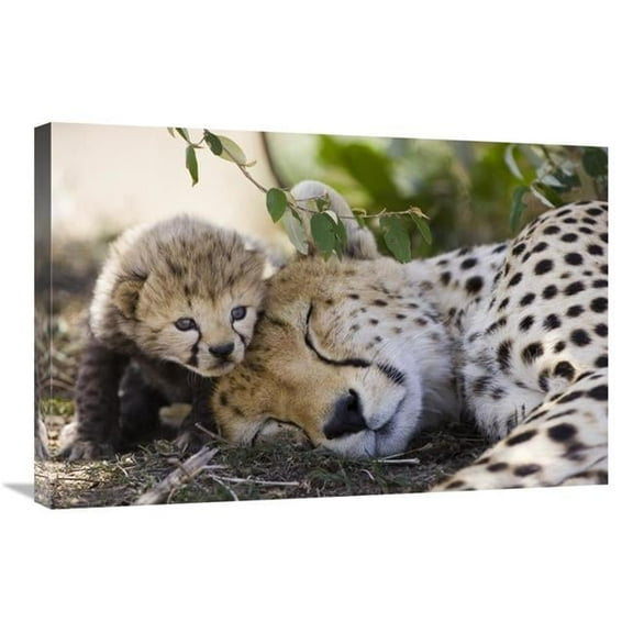 20 x 30 in. Cheetah Mother & Seven Day Old Cub, Maasai Mara Reserve, Kenya Art Print - Suzi Eszterhas