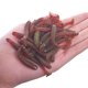 thumbnail image 1 of 20 o 50 Uds. Señuelo suave de gusano de silicona 48mm 0,8g Wobblers de Pesca gusano gusano T cola Swimbait cebo para lubina carpa Pesca aparejos de Pesca Tan Jianjun unisex, 1 of 2
