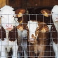 thumbnail image 3 of Fencer Wire Cattle Panel, Hog Panel, Farm Fence, Galvanized Welded Wire Fence Roll 5' x 100', 12.5/10 Gauge, Graduated Mesh (4"-9"), Animal Barrier for Cattle, 3 of 8