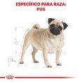 thumbnail image 3 of Alimento Croqueta Royal Canin Pug Adulto 1.1Kg, 3 of 4