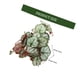 thumbnail image 5 of unbranded Planta Reptil Artificial Para Acuario Con Ventosas Para Y, 5 of 6