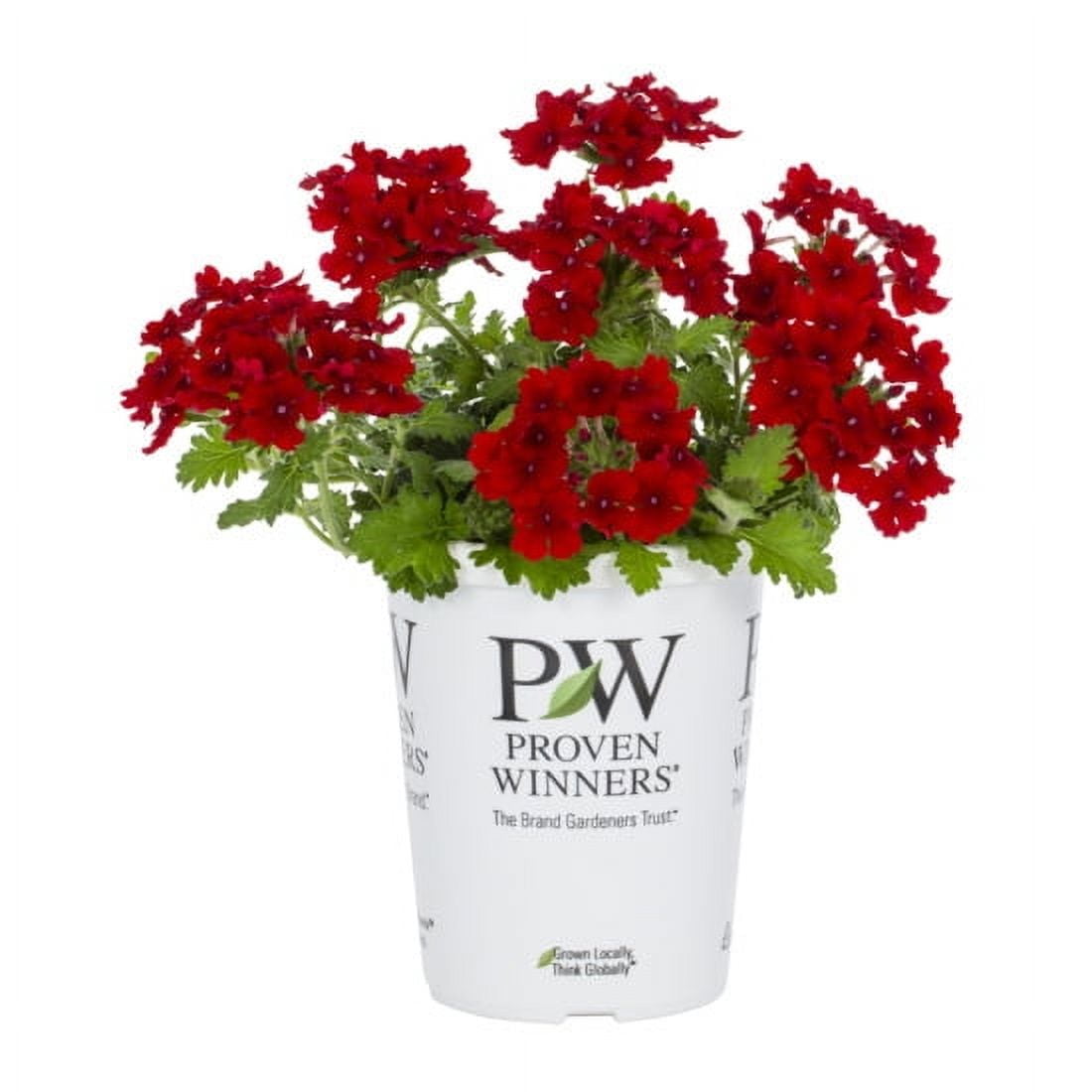 Proven Winners 1.5PT Red Verbena Live Annual Plant Sun 5-Pack