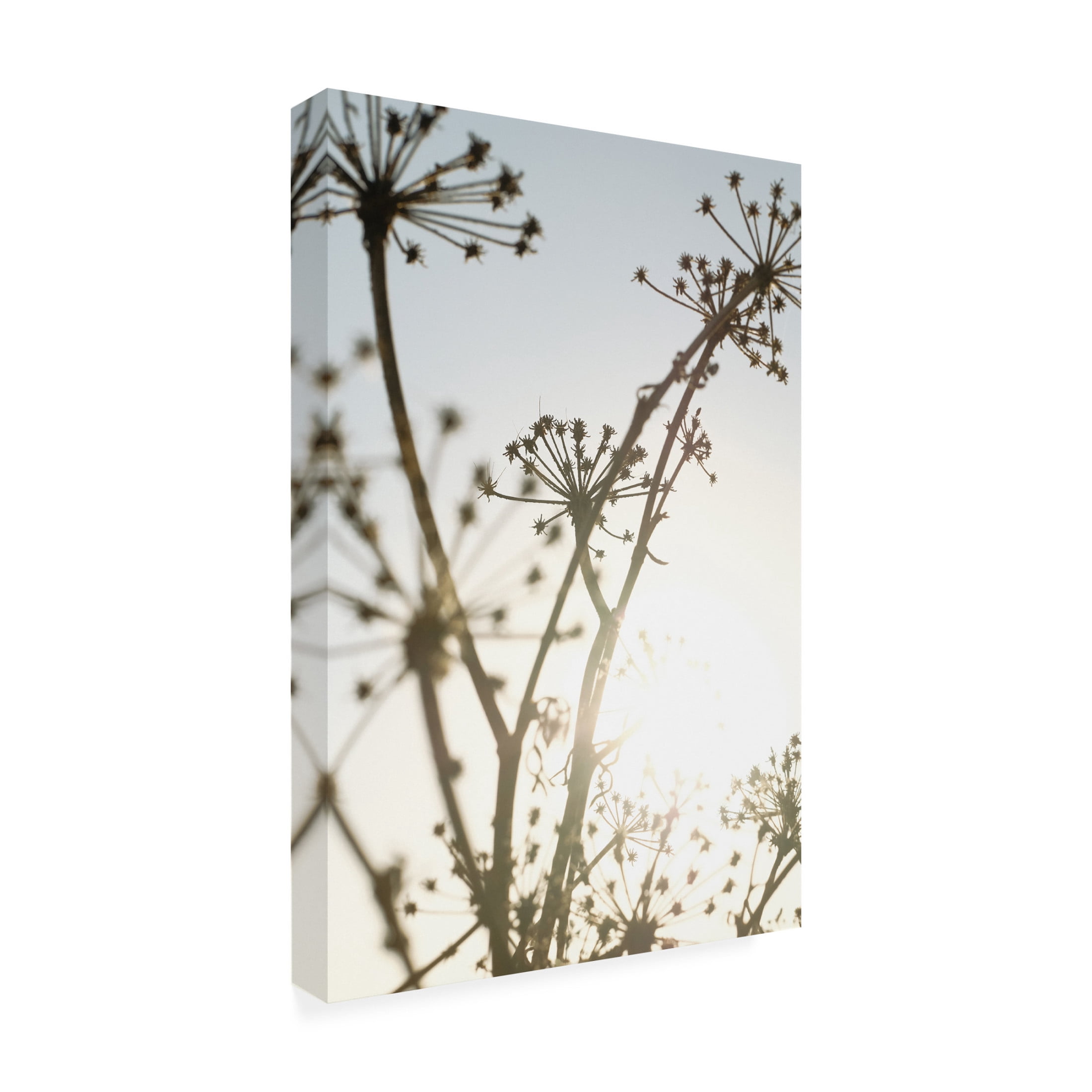 Trademark Fine Art Pictufy Studio III Beach flowers 1 Canvas Wall Art
